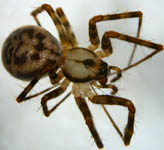 Labulla thoracica - female dorsal (c) Mueller