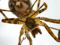 Labulla thoracica - female ventral (c) Mueller