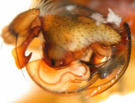 Labulla thoracica - male palp (c) ZFMK spider course 2004