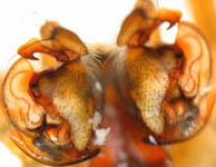 Labulla thoracica - male palps (c) Mueller