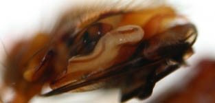 Labulla thoracica - male palp (c) Mueller