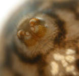 Labulla thoracica - female spinnerets (c) Mueller