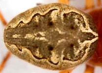 Larinioides sclopetarius - opisthosoma (c) Struebing, Arndts