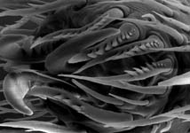 Larinioides sclopetarius, claws (c) ZFMK spider course 2004