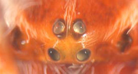 Larinioides sclopetarius - eyes (c) Struebing, Arndts