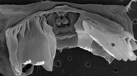 Larinioides sclopetarius - receptacles and booklungs (c) ZFMK spider course 2005