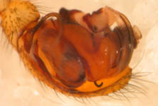 Linyphia triangularis - male palp (c) Funke