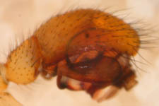 Linyphia triangularis - male palp (c) Funke
