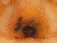 Marpissa muscosa - epigynum (c) Blondiau, Baum