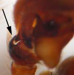 Marpissa muscosa - male palp (c) Blondiau, Baum