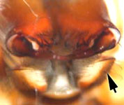 Metellina merianae - mouth area, arrow: endite (c) Funke