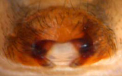 Metellina merianae - epigynum (c) Funke