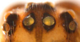 Metellina merianae - eyes (c) Funke