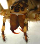 Metellina merianae - frontal view (c) Funke