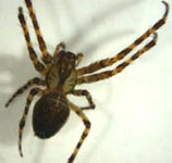 Metellina merianae - habitus (c) Funke