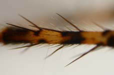 Metellina merianae, leg (c) mehren