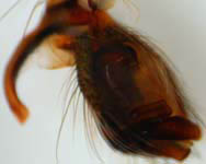 Metellina merianae, palp (c) Mehren