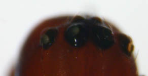 Microlinyphia pusilla - eyes (c) Lange