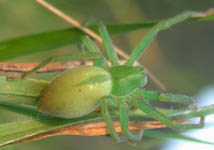 Micrommata virescens - female (c) B. Huber