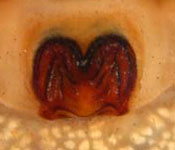 Micrommata virescens - epigynum (c) Struebing, Arndts