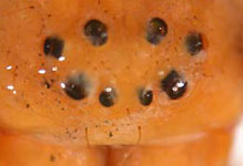 Micrommata virescens - eyes (c) Struebing, Arndts