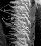 Micrommata virescens - scopula hair (c) ZFMK spider course 2005