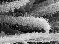 Micrommata virescens - scopula hairs (c) ZFMK spider course 2005