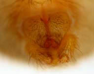 Micrommata virescens, spinnerets (c) mehren