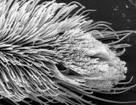 Micrommata virescens - tarsus 2 tip (c) ZFMK spider course 2005