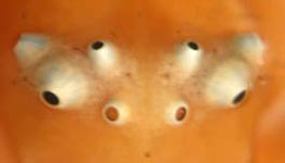 Misumenops tricuspidata - eyes (c) Funke