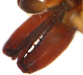 Myrmarachne formicaria - chelicerae (c) Theine