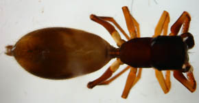 Myrmarachne formicaria - female (c) Theine