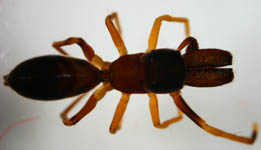 Myrmarachne formicaria - male (c) Theine