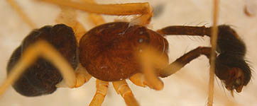 Neoittura bimaculata - male (c) ZFMK spider course 2005