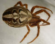 Neoscona adianta - habitus (c) Struebing, Arndts