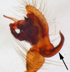 Nesticus cellulanus - palp (c) Hauslage