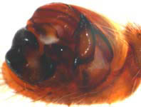 Nuctenea umbratica - male palp (c) Mehren