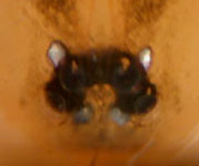 Oecobius sp. - kidney shaped eyes (c) Baum; Blondiau