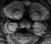 Oedothorax fuscus - male spinnertes (c) ZFMK spider course 2004