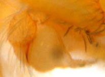 Oonops pulcher - male pedipalp (c) Ziewer