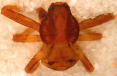 Ozyptila simplex - male (c) Linke/Borggrefe