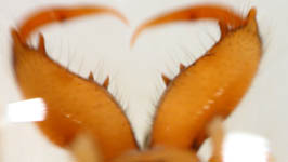 Pachygnatha clercki - chelicerae (c) Mehren