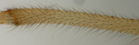 Pachygnatha clercki - leg (c) Mehren