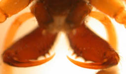 Pachygnatha degeeri - chelicerae (c) Naber