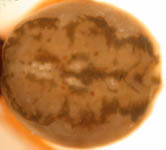 Pachygnatha degeeri - abdomen (c) Naber