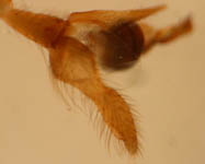 Pachygnatha degeeri - male palp (c) Naber