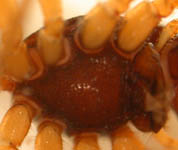 Pachygnatha degeeri - sternum (c) Naber