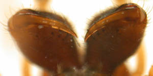 Pachygnatha listeri - chelicerae (c) Naber