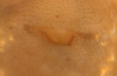 Pachygnatha listeri - 'epigynum' (c) Naber