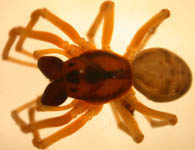 Pachygnatha listeri - male (c) Naber